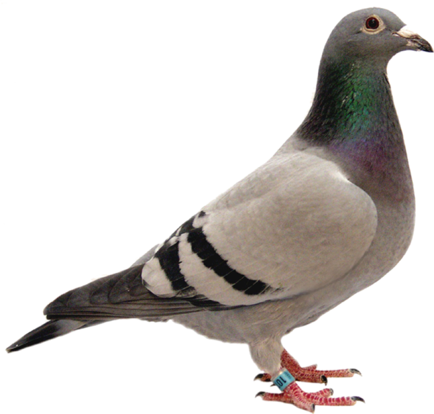 Rock Dove PNG HD Pigeon Free Transparent Image