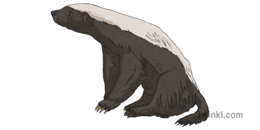 Stink Badger PNG Clipart Animal Image