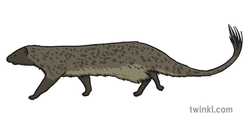 Mammal Mongoose PNG Image Free Dowwnload