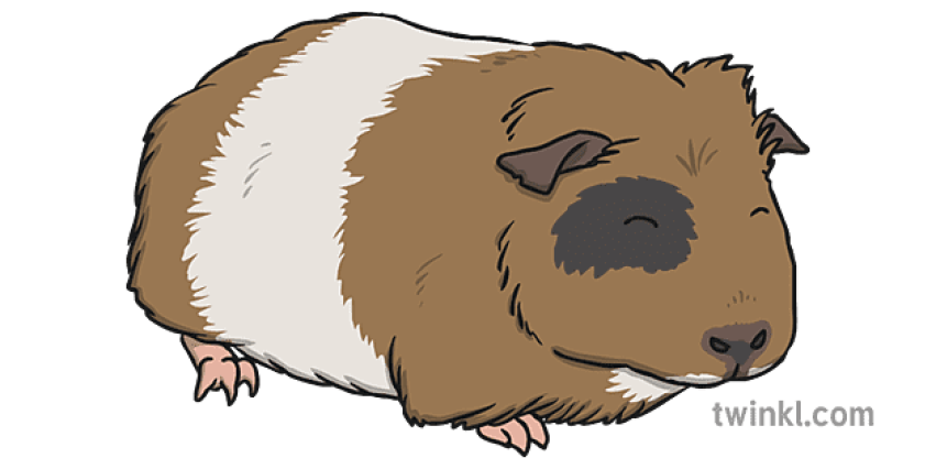 Pet Animated Guinea Pig PNG Picture Download Free