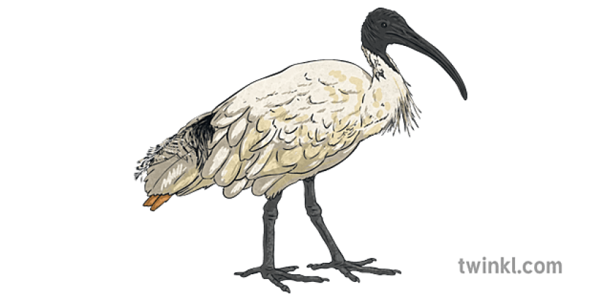 Reunion Ibis PNG Birds PNG Image Free download