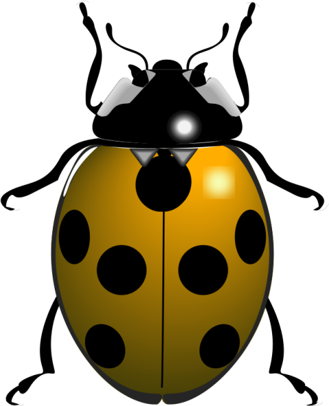 Yellow And Black Ladybird Beetle PNG Insect Image Free Download