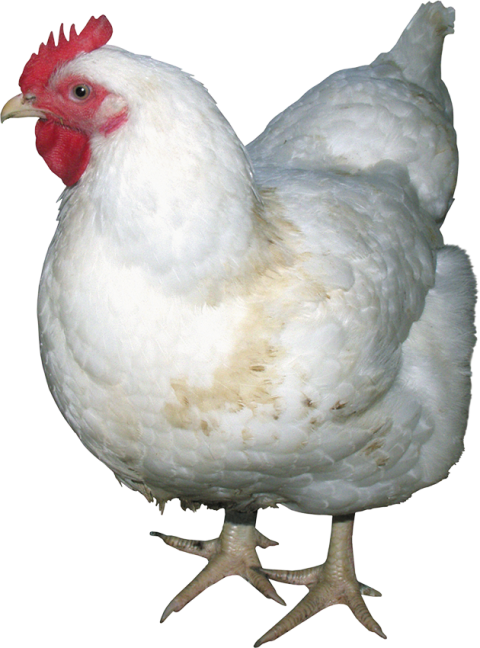 White chicken PNG free download