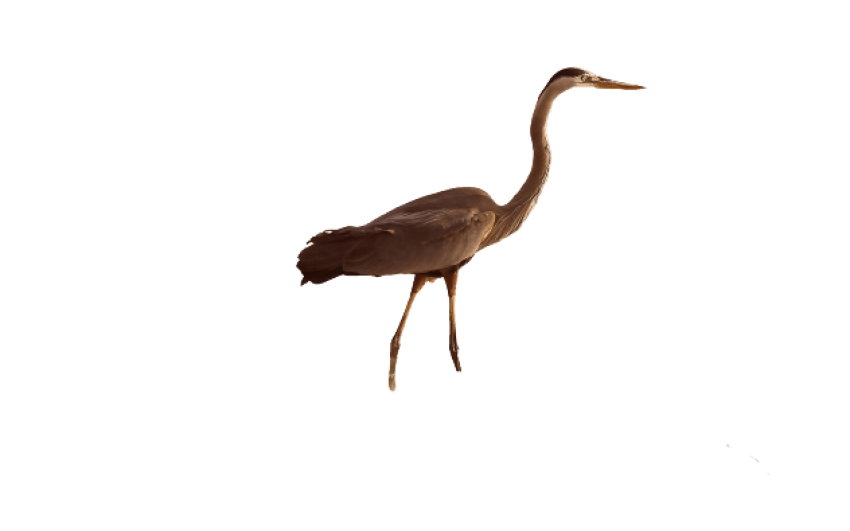 Heron PNG Egret Bird Image Free Transparent