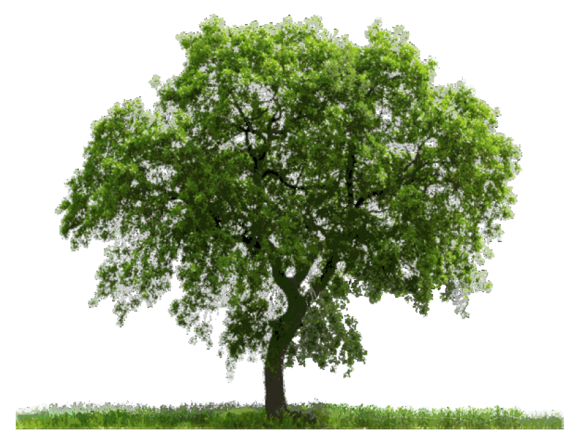 Realistic Free PNG image Background, Trees for Rendering In Photoshop, Transparent PNG tree Photo