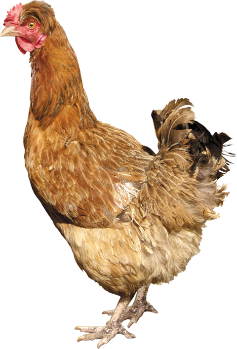 Brown hen chicken PNG download