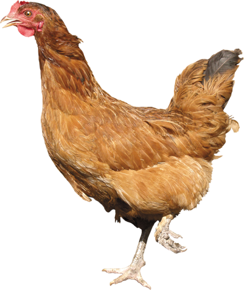 Brown hen chicken PNG transparent free download