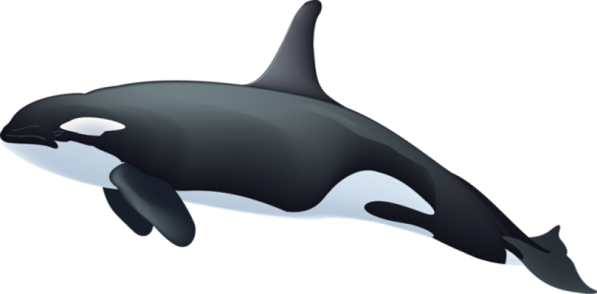 Orca Graphic Design On PNG Image