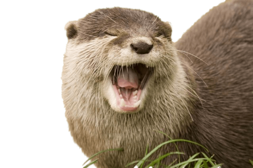 Otter PNG Clipart Animal Image