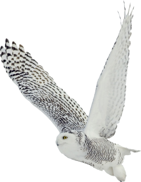 Snowy owl flying in the air with open wings transparent background png free download