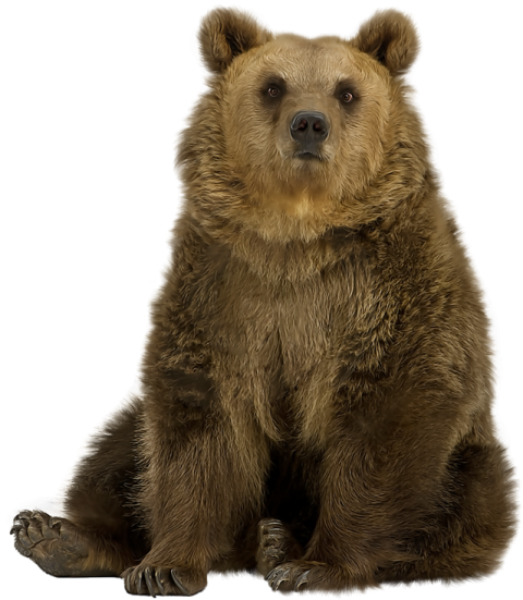 Clipart Big Kodiak Brown Bear PNG Photo Download Free