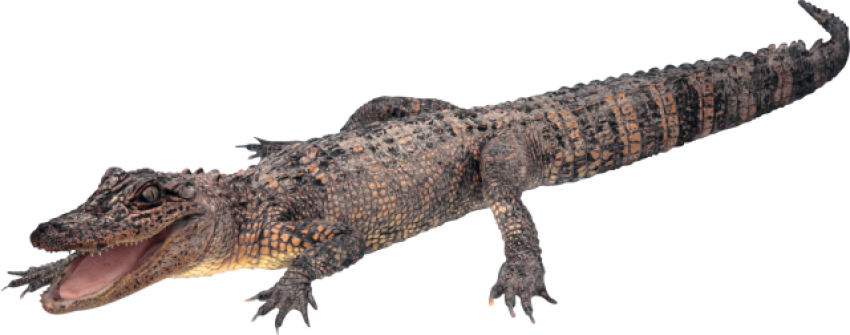 Crocodile PNG Transparent Background images for free download