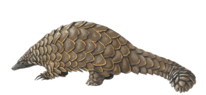 Illustration Pangolin PNG Transparent Picture