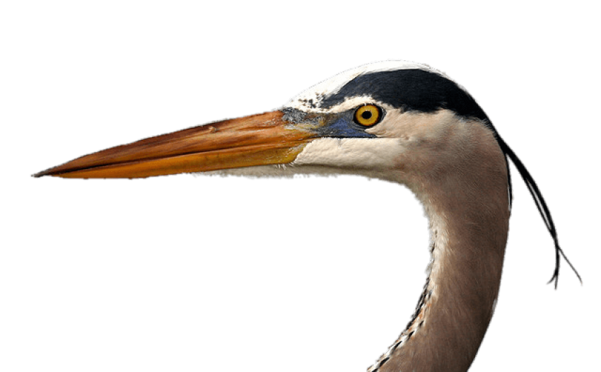 Illustration Heron PNG Head Image