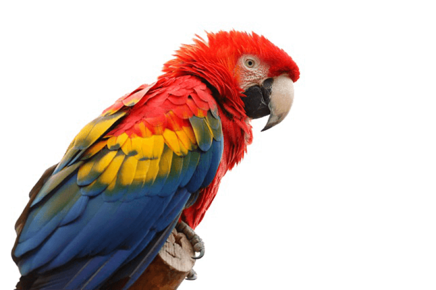 Macaw Ara Parrot Isolated on White transparent Background PNG