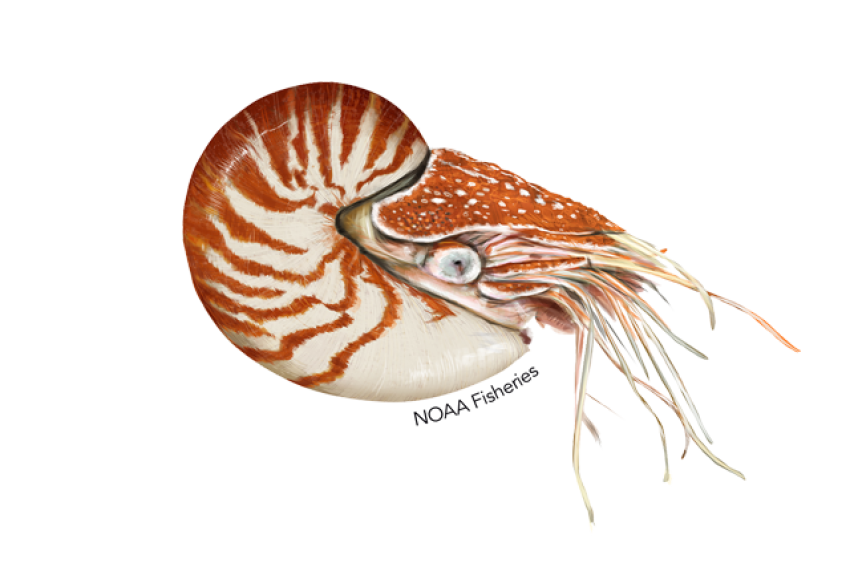 Nautiloid PNG Transparent Image Download