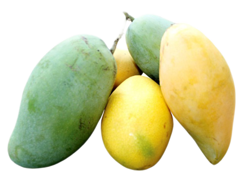HSP International Mango Festival Fruit Frozen Mangoes Group Photo Free Download