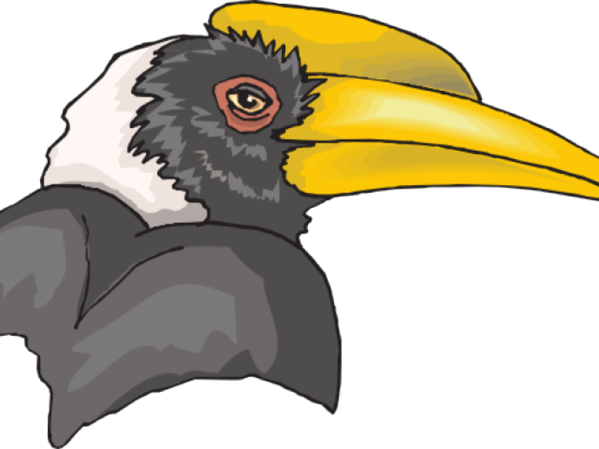 Rhinoceros Hornbill PNG Vector Clipart Photo