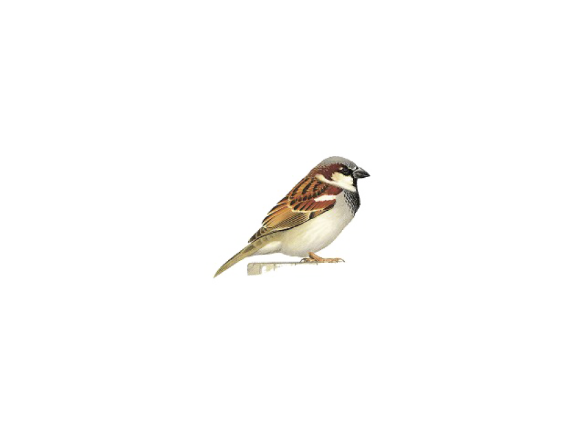 House Sparrow PNG Icon On White Background