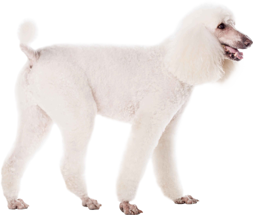 Free Download Cute White Poodle PNG Dog Photo