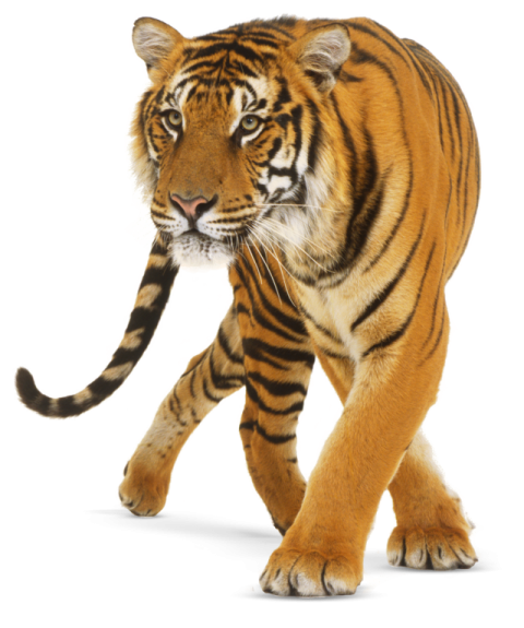 Tiger start runing pose free download