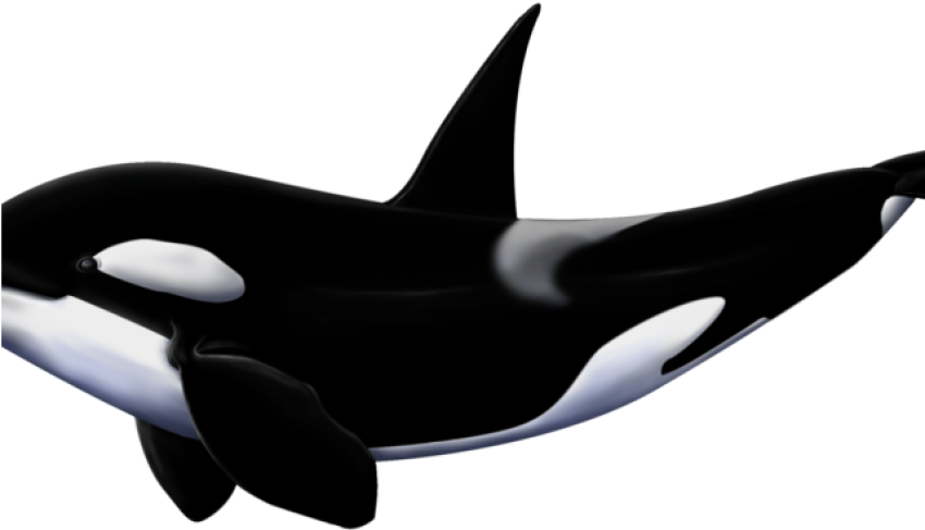 Transparent Orca PNG Clip Art Image Free Download