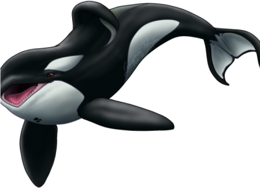 Orca Whale Image PNG Free Photo Sticker