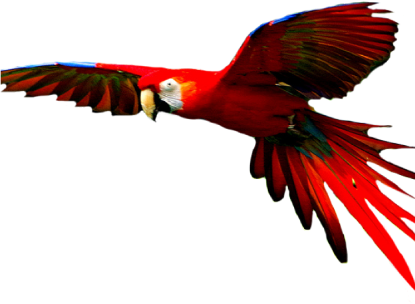 PSD Clipart Bird On Macaw PNG Transparent Background