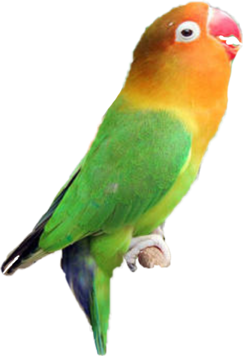 Beautifull Lovebird parrot PNG Photo