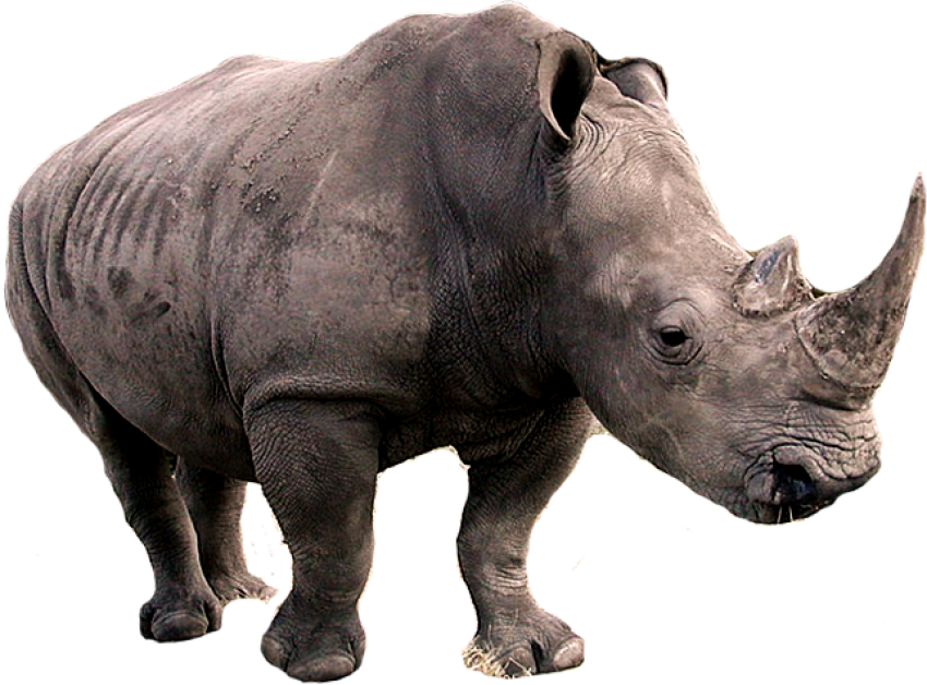 Southern White Rhinoceros PNG ClipArt Image