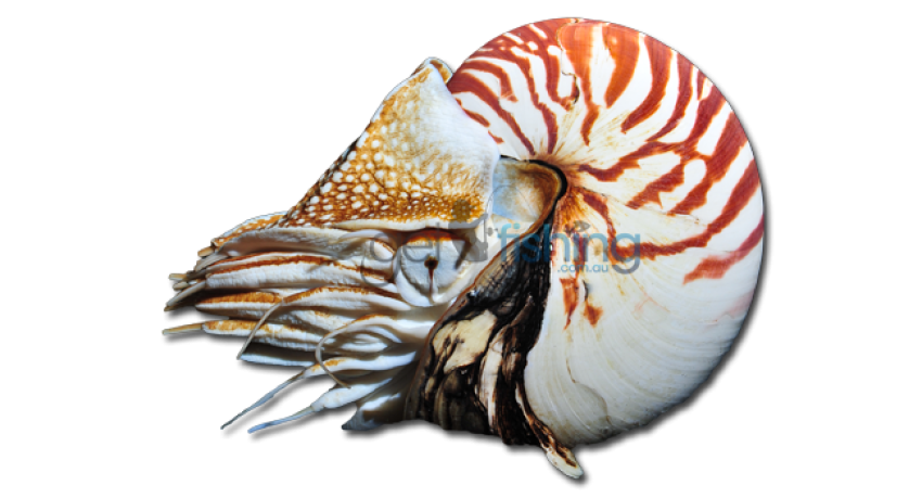 Chambered Nautilidae PNG Animal image On Transparent