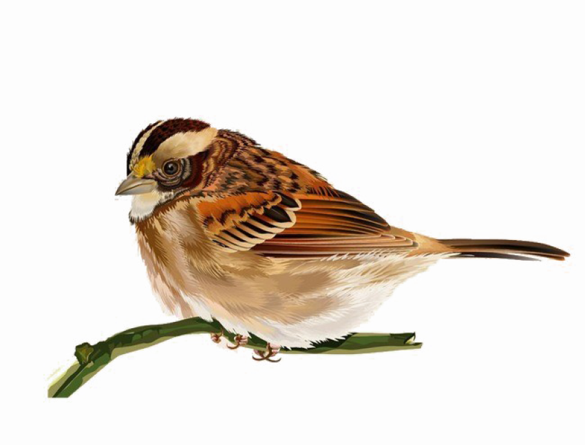 House Sparrow PNG Tree Sparrow Image Download No Background