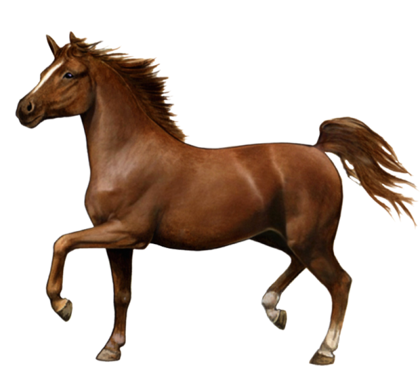 Brown War Horse PNG Transparent Free