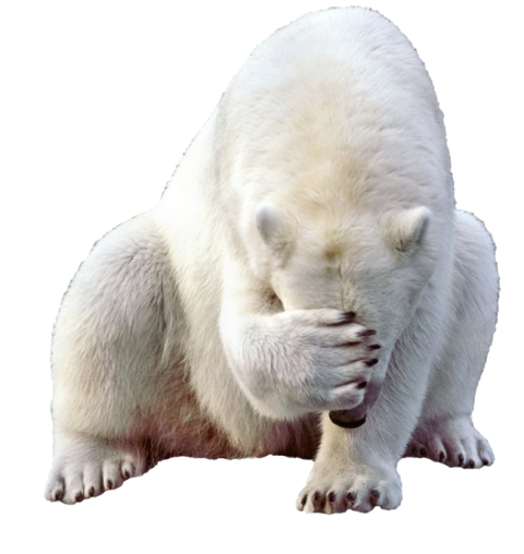 HQ Clipart White Bear Picture PNG Transparent Free Download