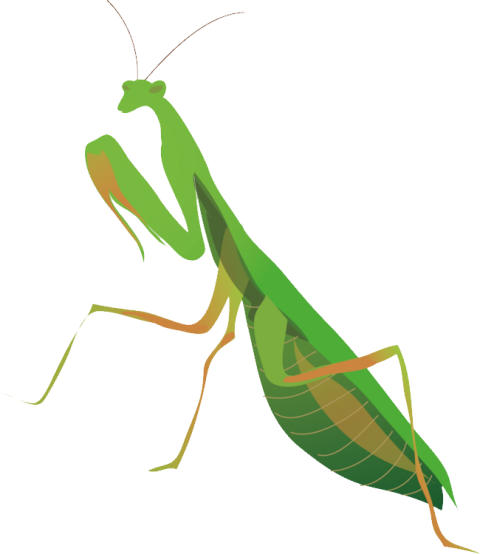 Isolated Vector Clipart Animals Of Mantis PNG Free Transparent Background Free download