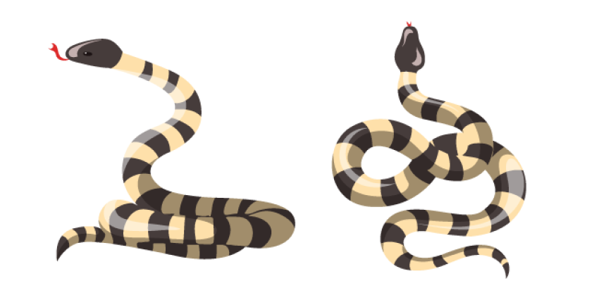 Gucci King Snake PNG Wallpaper Image Free Transparent