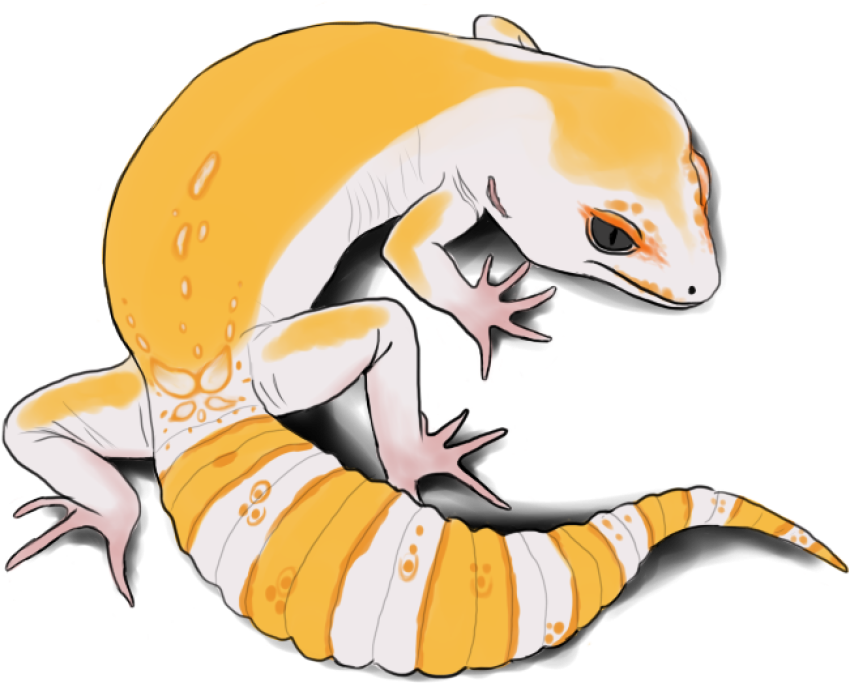 Leopard Lizard Gecko Expression PNG Color Image Free Download