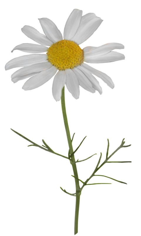 Illustration Chamomile PNG Picture Free Download