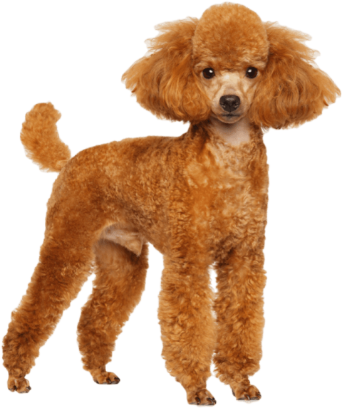 Dog Poodle Image PNG Sticker & Wallpaper Free Download