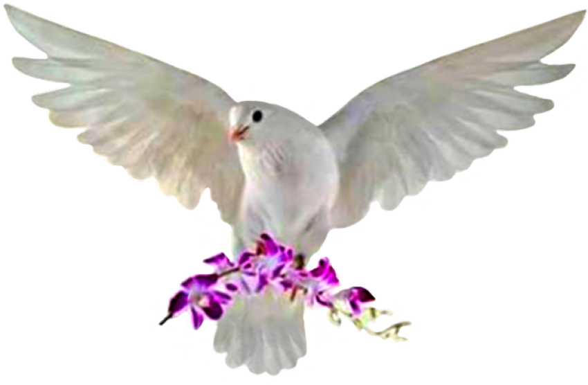 Beautiful Flying Birds On Rock Dove PNG No Background Image