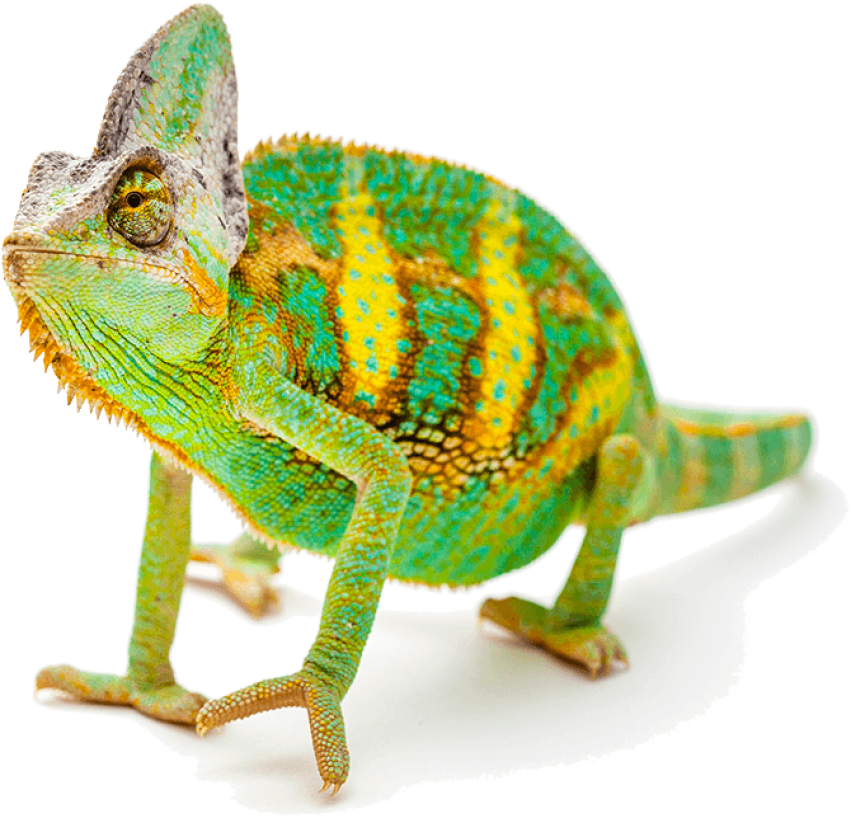 Clip Art Reptile PNG Image