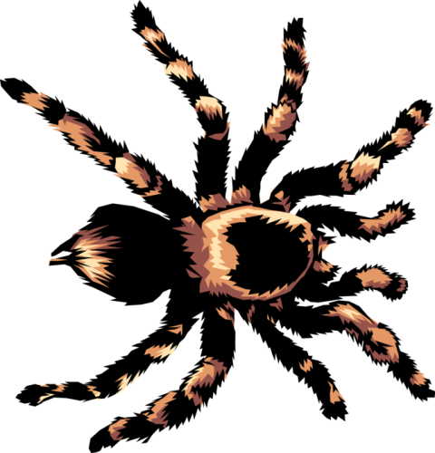 Spider Tarantula PNG Transparent Image Free