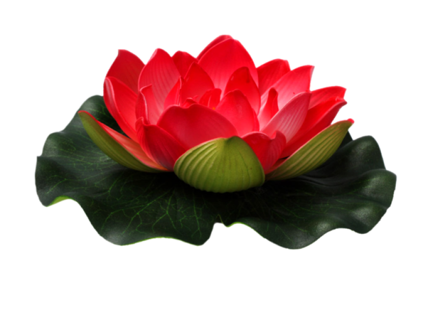 Red Lotus Flower PNG Free Photo