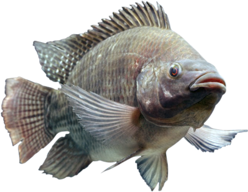 Nile Tilapia PNG Image Free Download