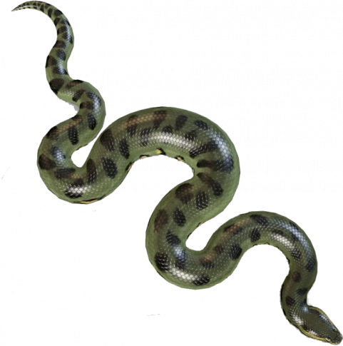 Boa Constrictor Anaconda Ball python Pet Animal PNG Free Download