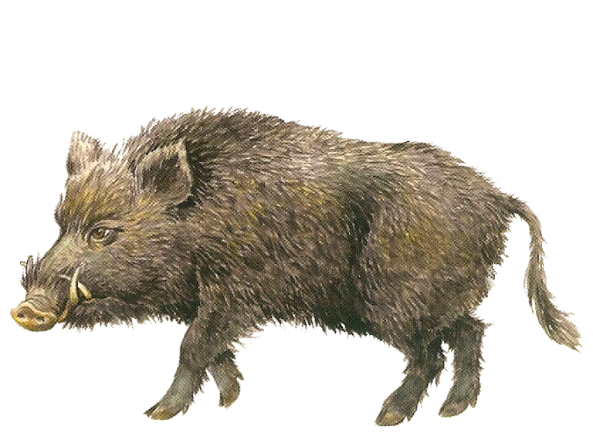 Transparent Background Peccary PNG Image Animals