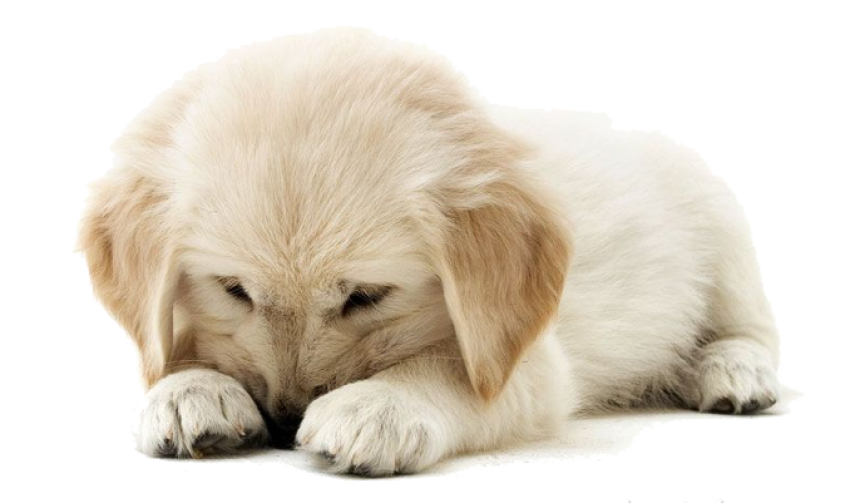 Beautiful litter Puppy PNG Picture Free Download