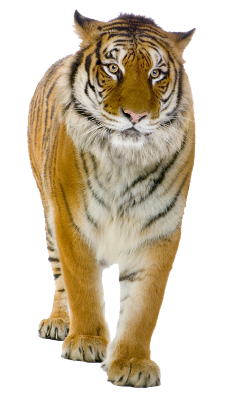 Tiger PNG image state pose free download