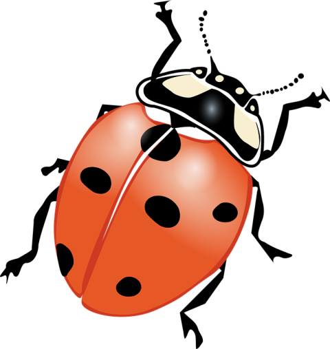 Spotted Ladybird Beetle PNG Birds Image Free Download