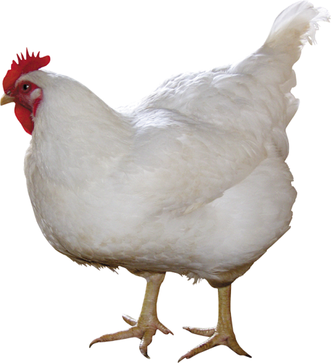Hen chicken PNG free download